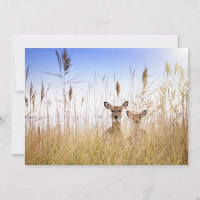 Cutest Baby Animals | Two Young White Tailed Deer Thank You Card (Front)