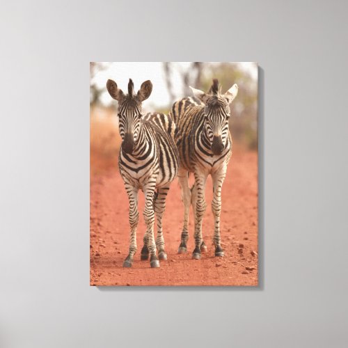 Cutest Baby Animals  Two Young Zebras Canvas Print