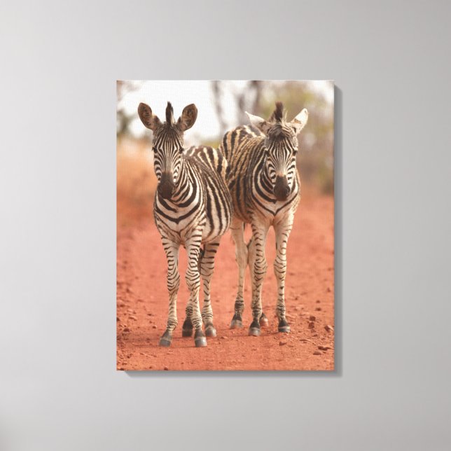 Cutest Baby Animals | Two Young Zebras Canvas Print (Front)
