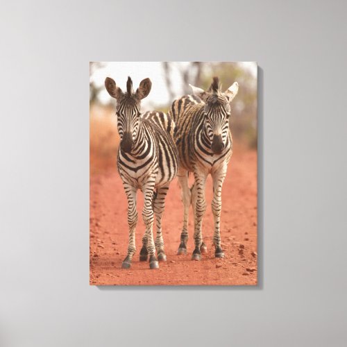 Cutest Baby Animals  Two Young Zebras Canvas Print
