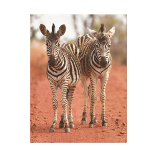 Cutest Baby Animals   Two Young Zebras Canvas Print