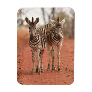 Cutest Baby Animals   Two Young Zebras Magnet