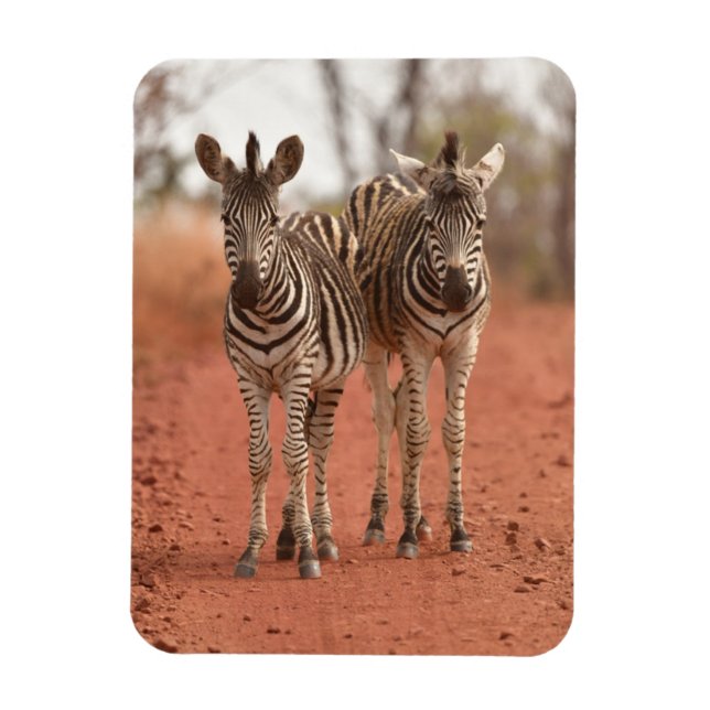 Cutest Baby Animals | Two Young Zebras Magnet (Vertical)