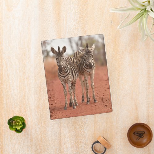 Cutest Baby Animals  Two Young Zebras Mini Binder