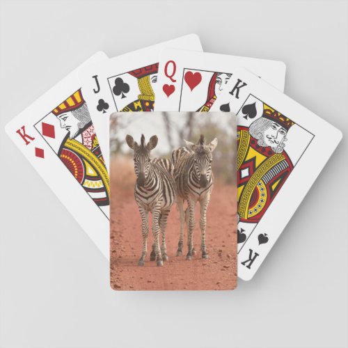 Cutest Baby Animals  Two Young Zebras Poker Cards