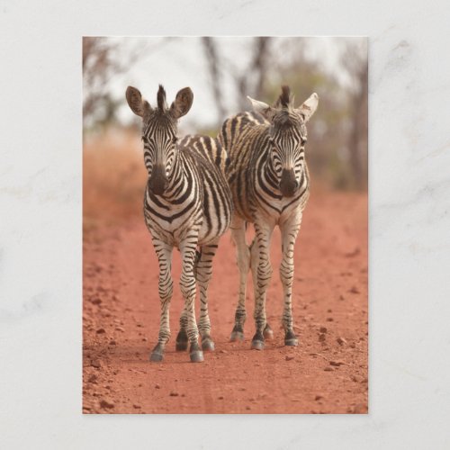 Cutest Baby Animals  Two Young Zebras Postcard