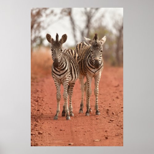 Cutest Baby Animals  Two Young Zebras Poster