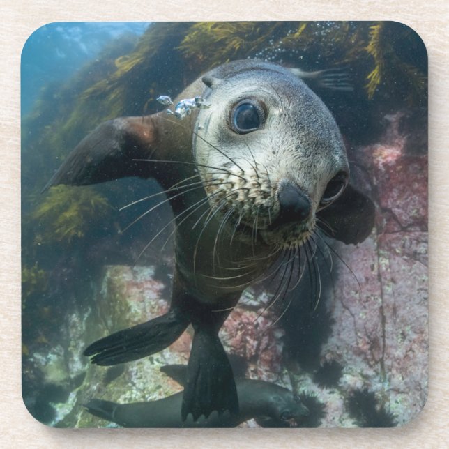 Cutest Baby Animals | Underwater Cape Fur Seal Beverage Coaster (Front)