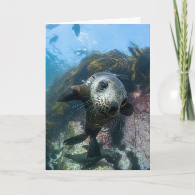 Cutest Baby Animals | Underwater Cape Fur Seal Card (Front)