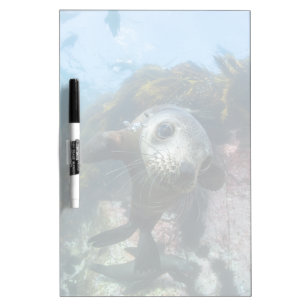 Cutest Baby Animals   Underwater Cape Fur Seal Dry Erase Board