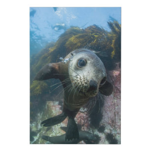 Cutest Baby Animals   Underwater Cape Fur Seal Faux Canvas Print