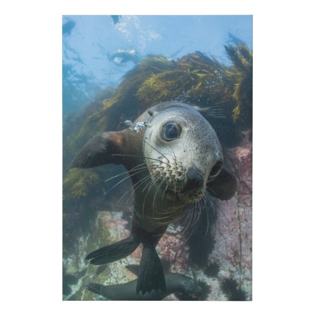 Cutest Baby Animals | Underwater Cape Fur Seal Faux Canvas Print (Front)