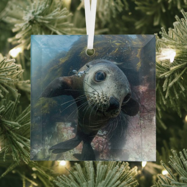 Cutest Baby Animals | Underwater Cape Fur Seal Glass Ornament (Insitu)