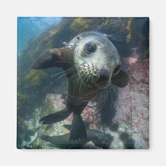 Cutest Baby Animals | Underwater Cape Fur Seal Magnet (Front)
