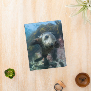 Cutest Baby Animals   Underwater Cape Fur Seal Mini Binder