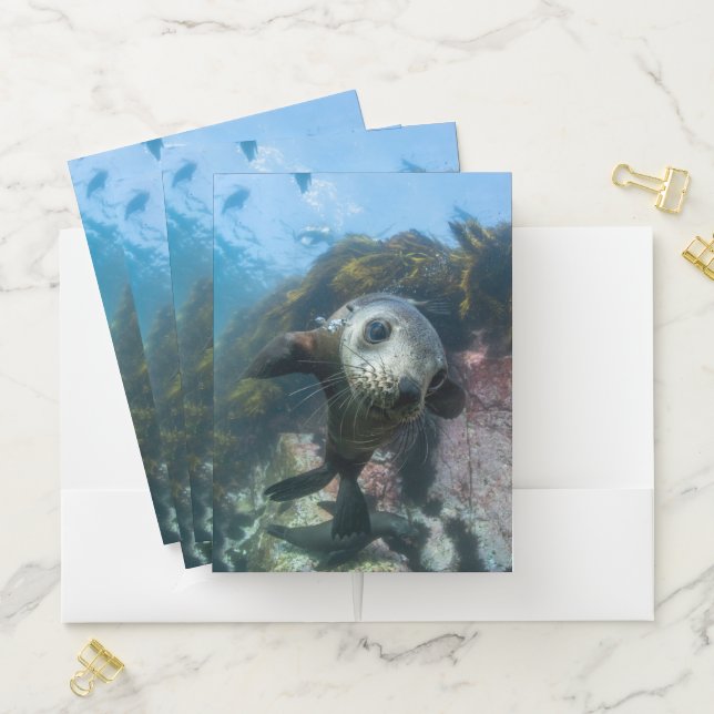 Cutest Baby Animals | Underwater Cape Fur Seal Pocket Folder (In Situ)