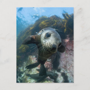 Cutest Baby Animals Underwater Cape Fur Seal Postcard