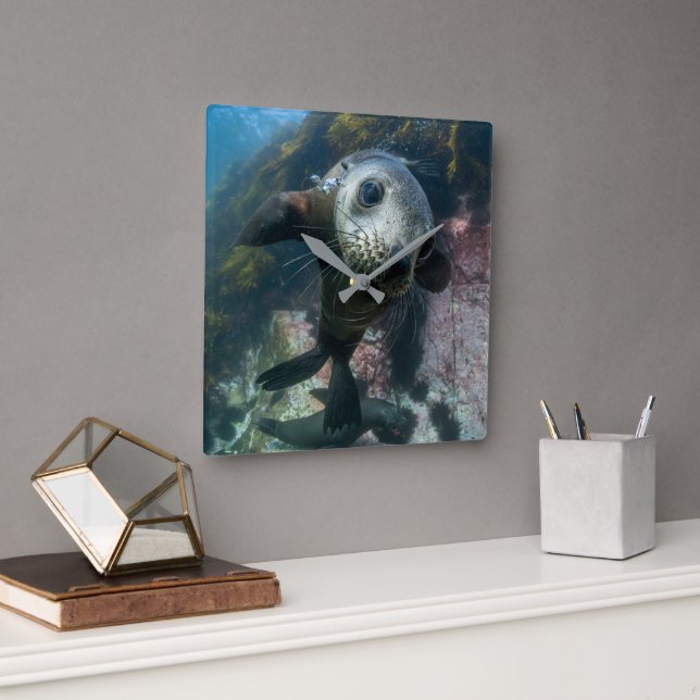 Cutest Baby Animals | Underwater Cape Fur Seal Square Wall Clock (Office)