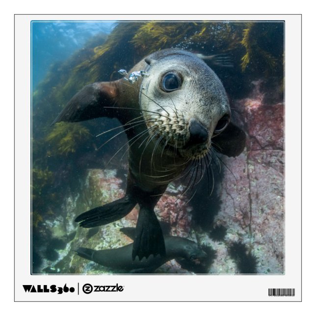 Cutest Baby Animals | Underwater Cape Fur Seal Wall Decal (Front)