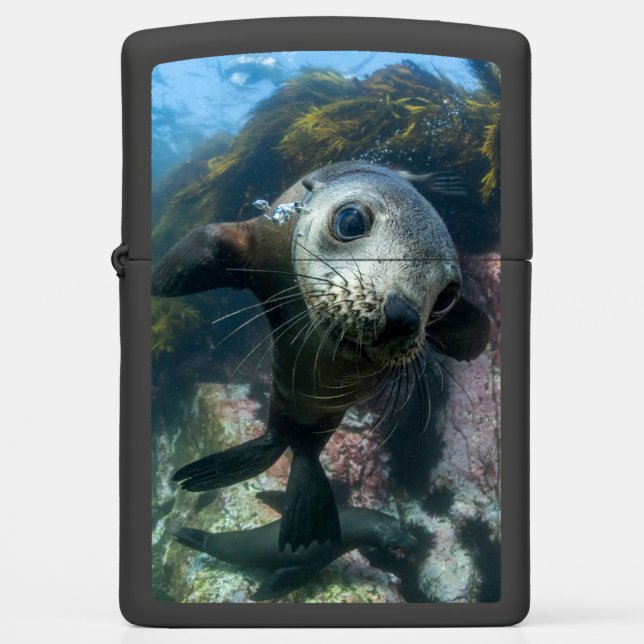 Cutest Baby Animals | Underwater Cape Fur Seal Zippo Lighter (Front)