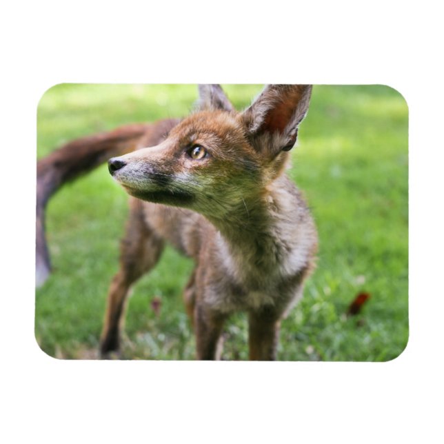 Cutest Baby Animals | Urban Fox Magnet (Horizontal)