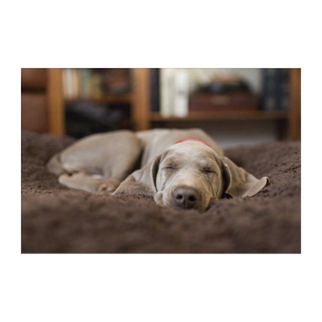 Cutest Baby Animals | Weimaraner Puppy Sleeping Acrylic Print (Front)
