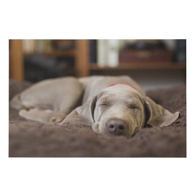Cutest Baby Animals | Weimaraner Puppy Sleeping Faux Canvas Print (Front)