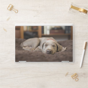 Cutest Baby Animals Weimaraner Puppy Sleeping HP Laptop Skin
