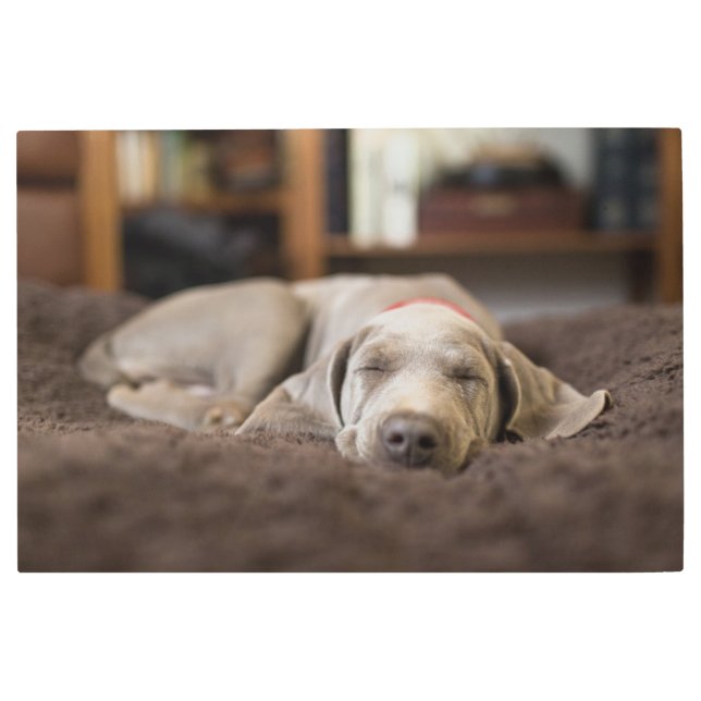 Cutest Baby Animals | Weimaraner Puppy Sleeping Metal Print (Front)