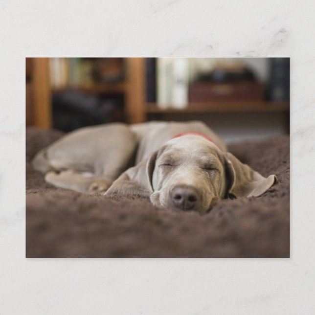 Cutest Baby Animals | Weimaraner Puppy Sleeping Postcard (Front)