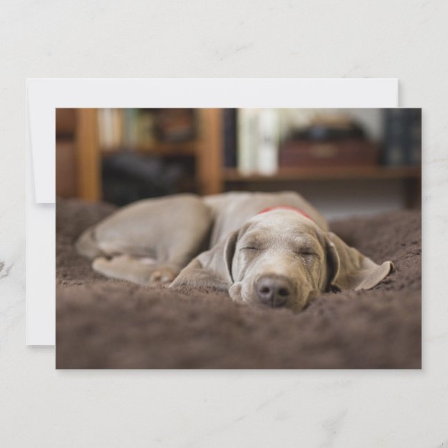 Cutest Baby Animals | Weimaraner Puppy Sleeping Thank You Card (Front)