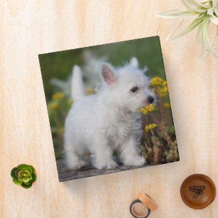 Cutest Baby Animals   West Highland White Terrier 3 Ring Binder