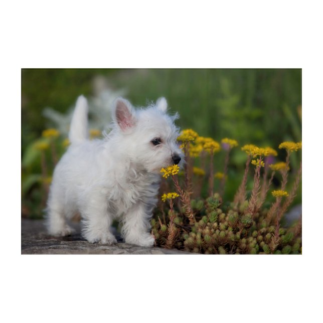 Cutest Baby Animals | West Highland White Terrier Acrylic Print (Front)
