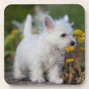 Cutest Baby Animals West Highland White Terrier Beverage Coaster
