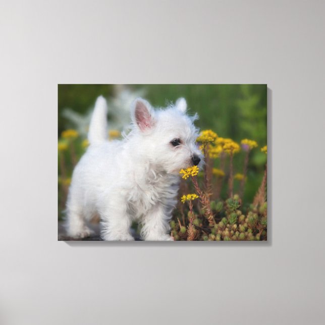 Cutest Baby Animals | West Highland White Terrier Canvas Print (Front)