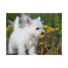 Cutest Baby Animals | West Highland White Terrier Canvas Print
