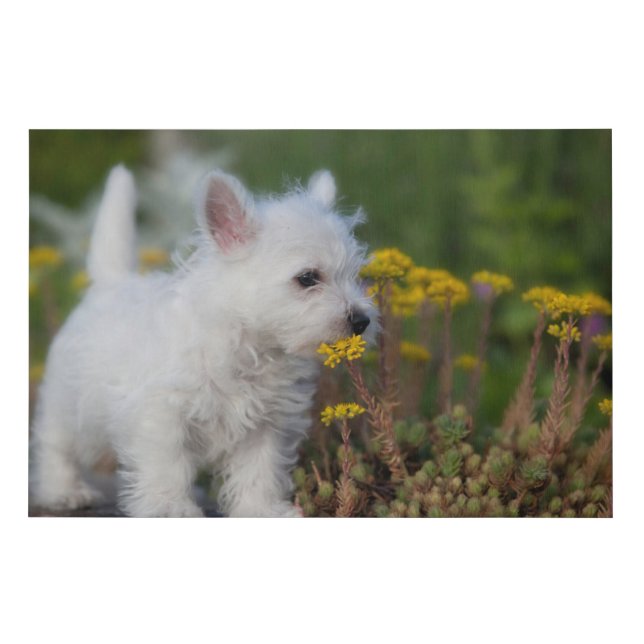 Cutest Baby Animals | West Highland White Terrier Faux Canvas Print (Front)
