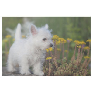 Cutest Baby Animals West Highland White Terrier Gallery Wrap