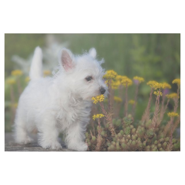 Cutest Baby Animals | West Highland White Terrier Gallery Wrap (Front)