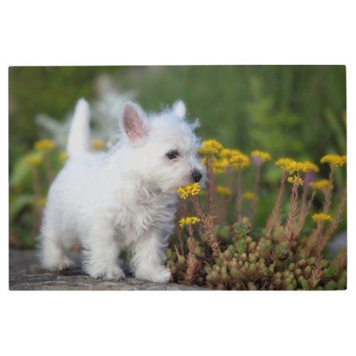 Cutest Baby Animals  West Highland White Terrier Metal Print