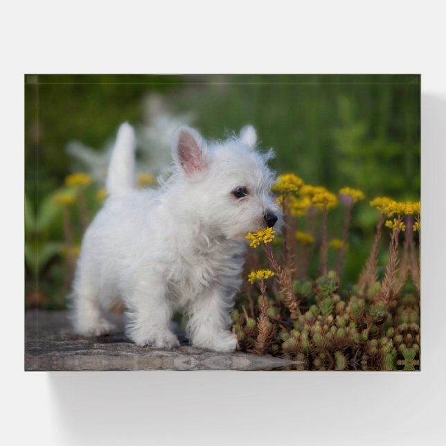 Cutest Baby Animals | West Highland White Terrier Paperweight (Front)