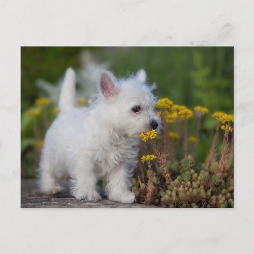 Cutest Baby Animals  West Highland White Terrier Postcard