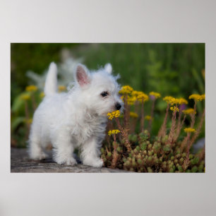 Cutest Baby Animals West Highland White Terrier Poster