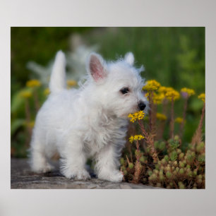 Cutest Baby Animals West Highland White Terrier Poster
