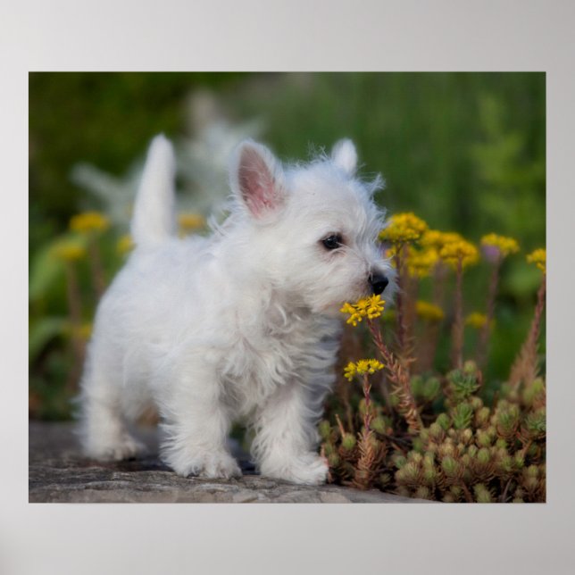 Cutest Baby Animals | West Highland White Terrier Poster (Front)