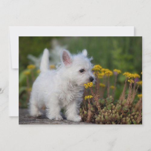 Cutest Baby Animals  West Highland White Terrier Thank You Card