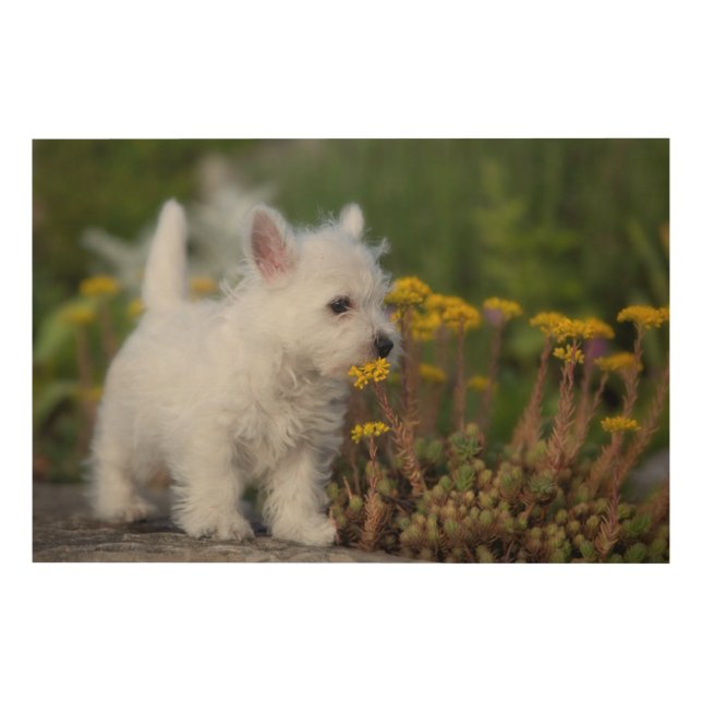 Cutest Baby Animals | West Highland White Terrier Wood Wall Art (Front)