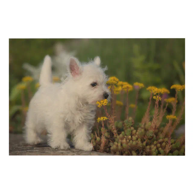 Cutest Baby Animals West Highland White Terrier Wood Wall Art