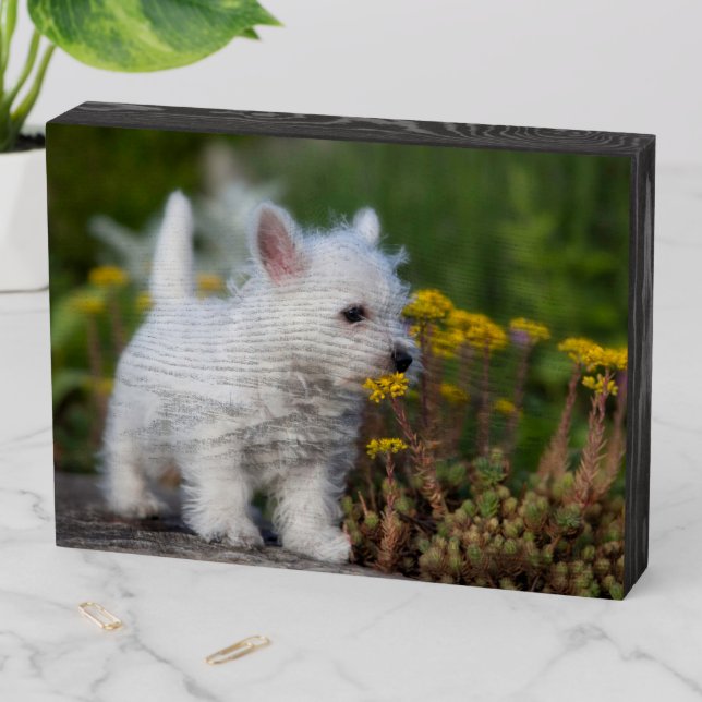 Cutest Baby Animals | West Highland White Terrier Wooden Box Sign (In Situ Horizontal)