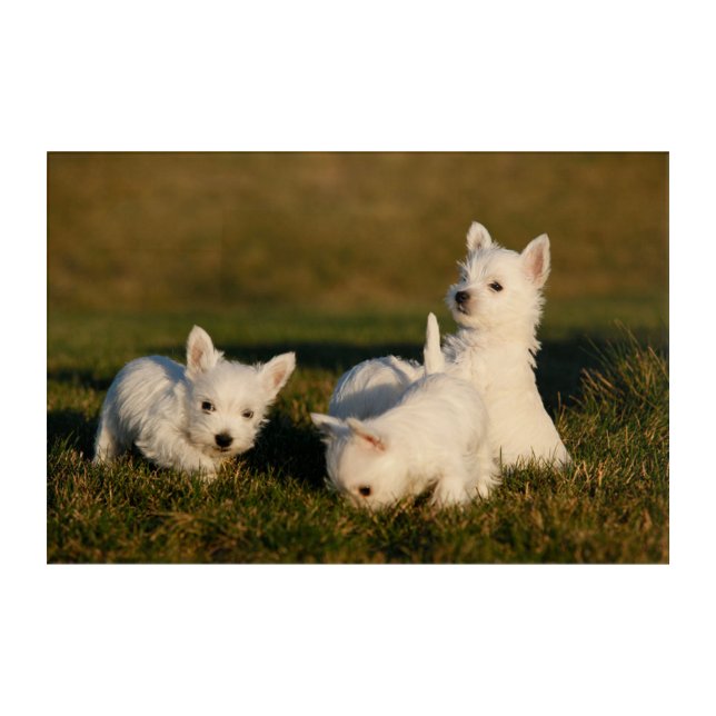 Cutest Baby Animals | West Highland White Terriers Acrylic Print (Front)